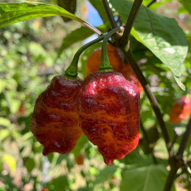Pink Tiger x Peach Bhut - Seeds - The Pepper Pantry (Formerly Marie Sharp's)